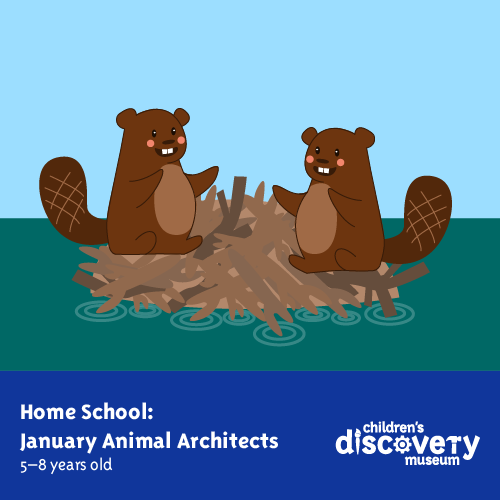 Two beavers building a dam. "Home School January Animal Architects 5-8 years old Children's Discovery Museum"